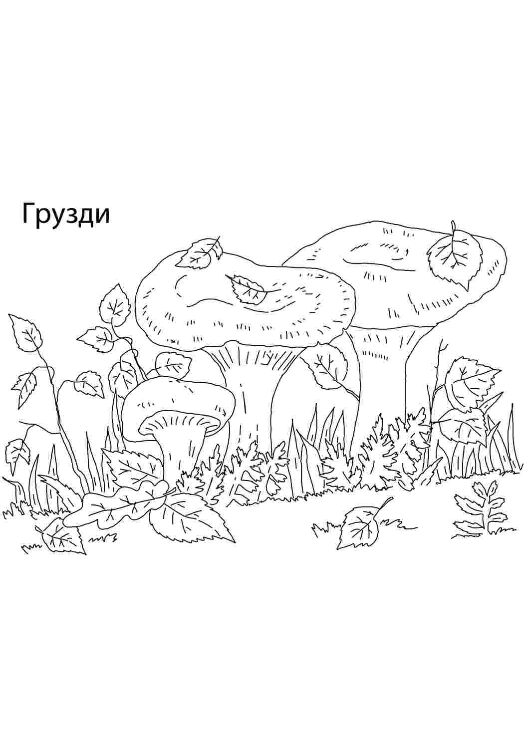 Раскраска Грузди