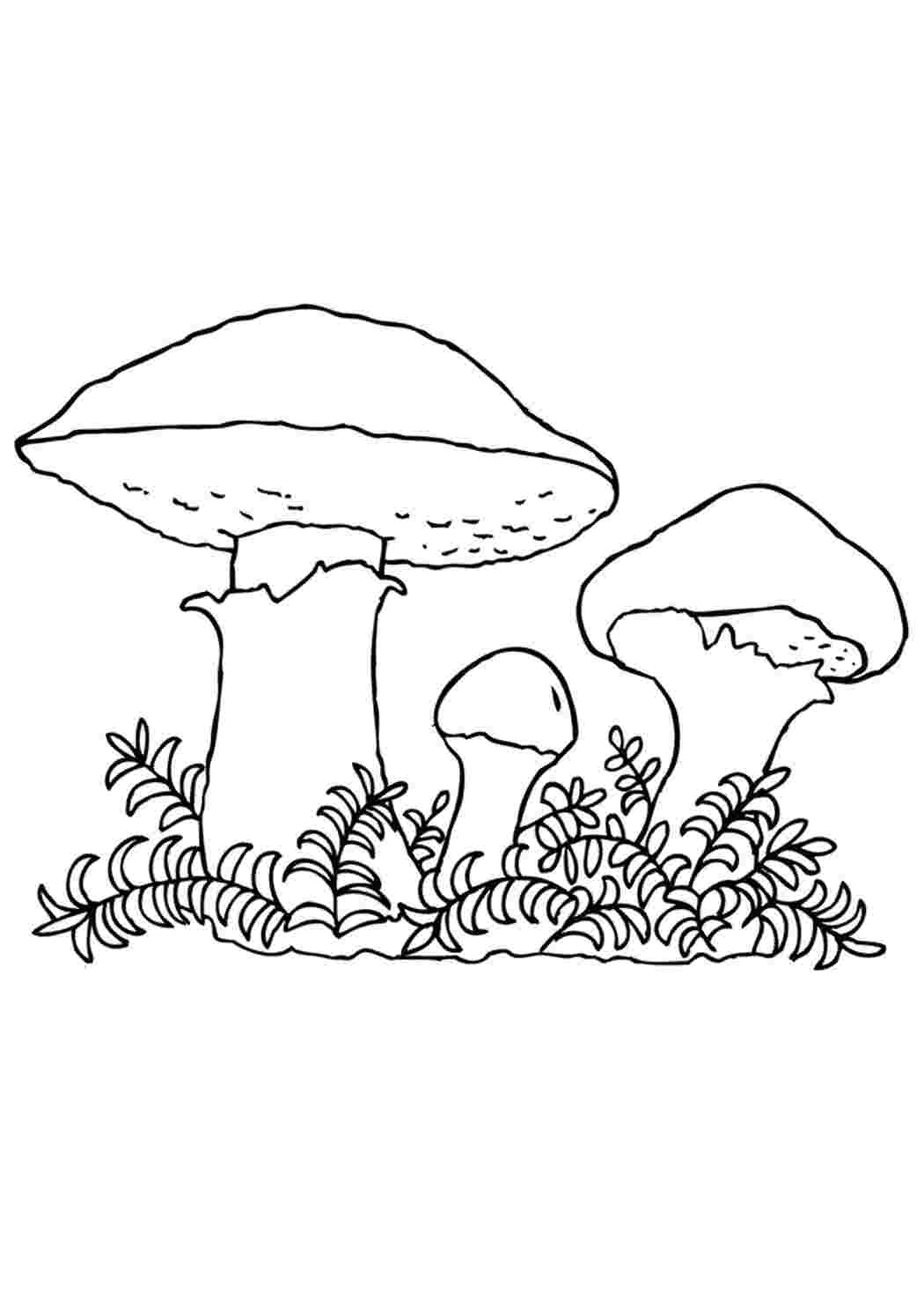 Раскраска Розфарбуй гриби