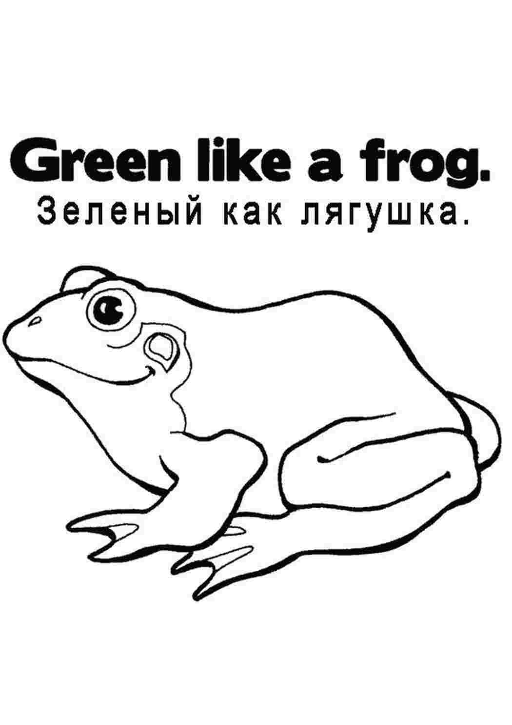 Раскраска жаба