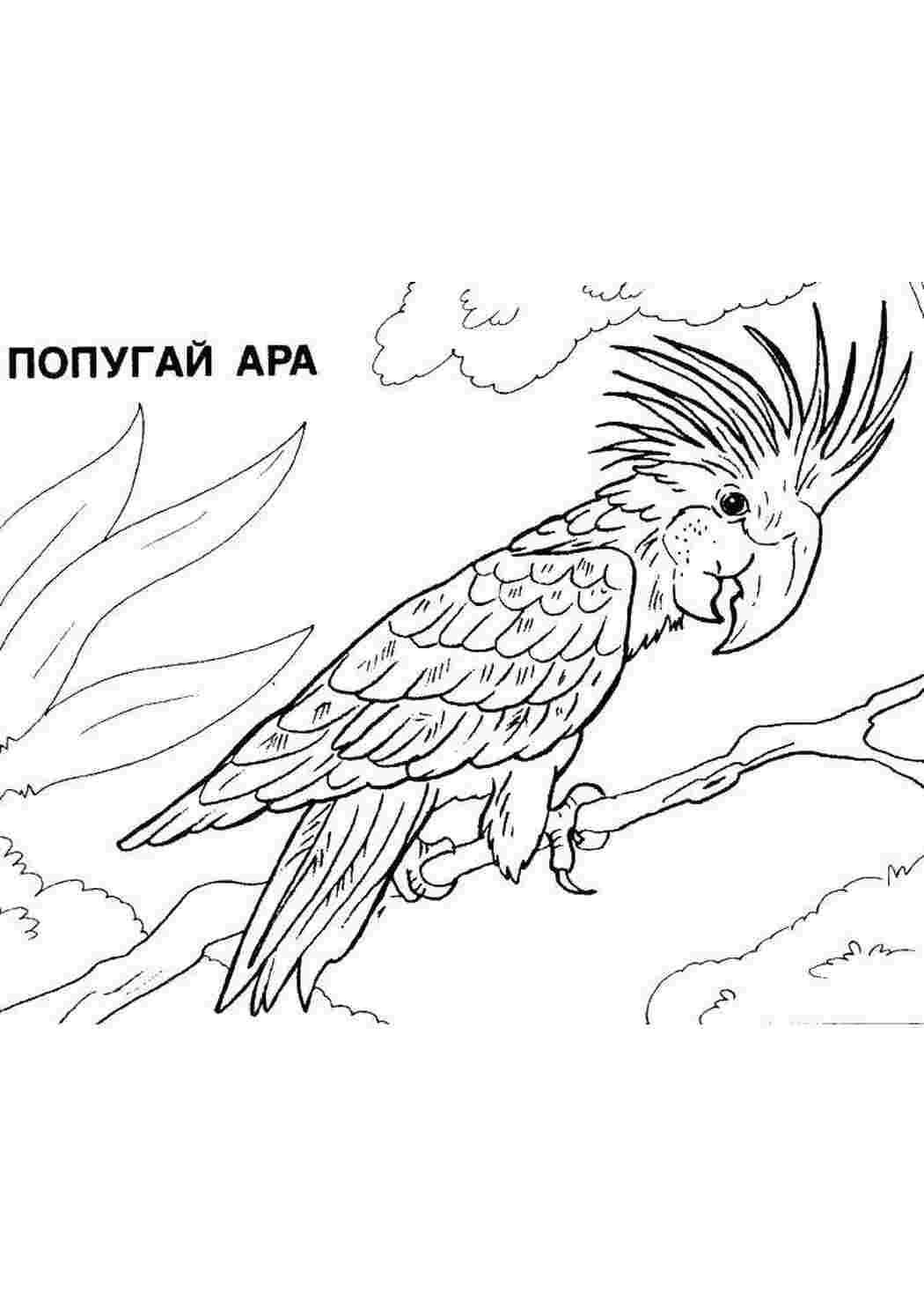 Раскраска Ара