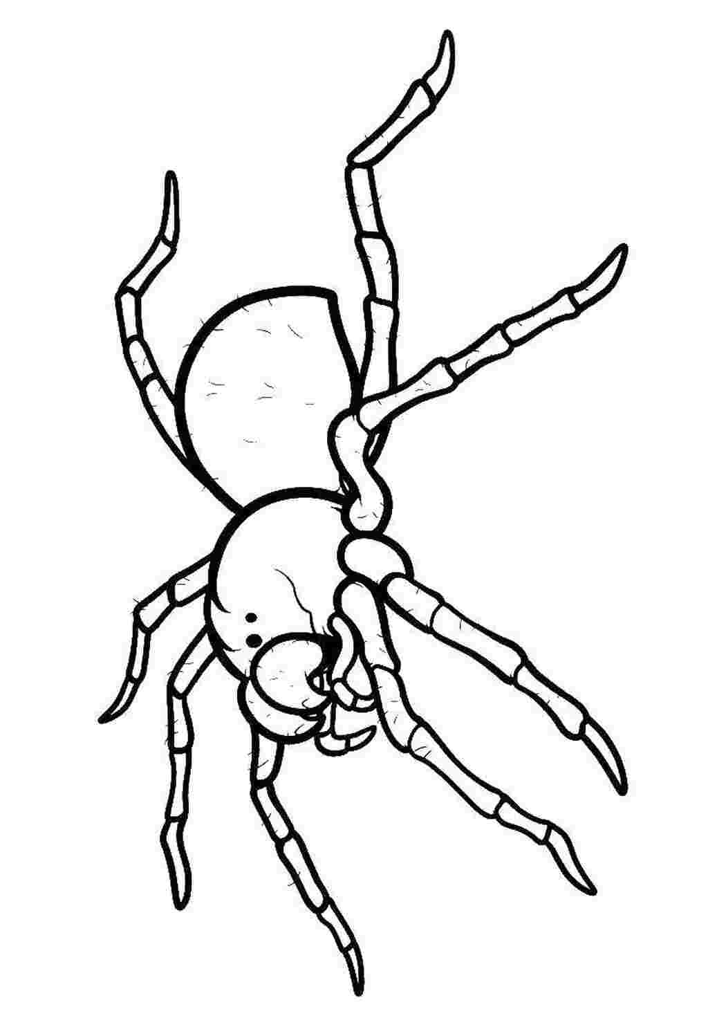 Раскраска Жахливий павук