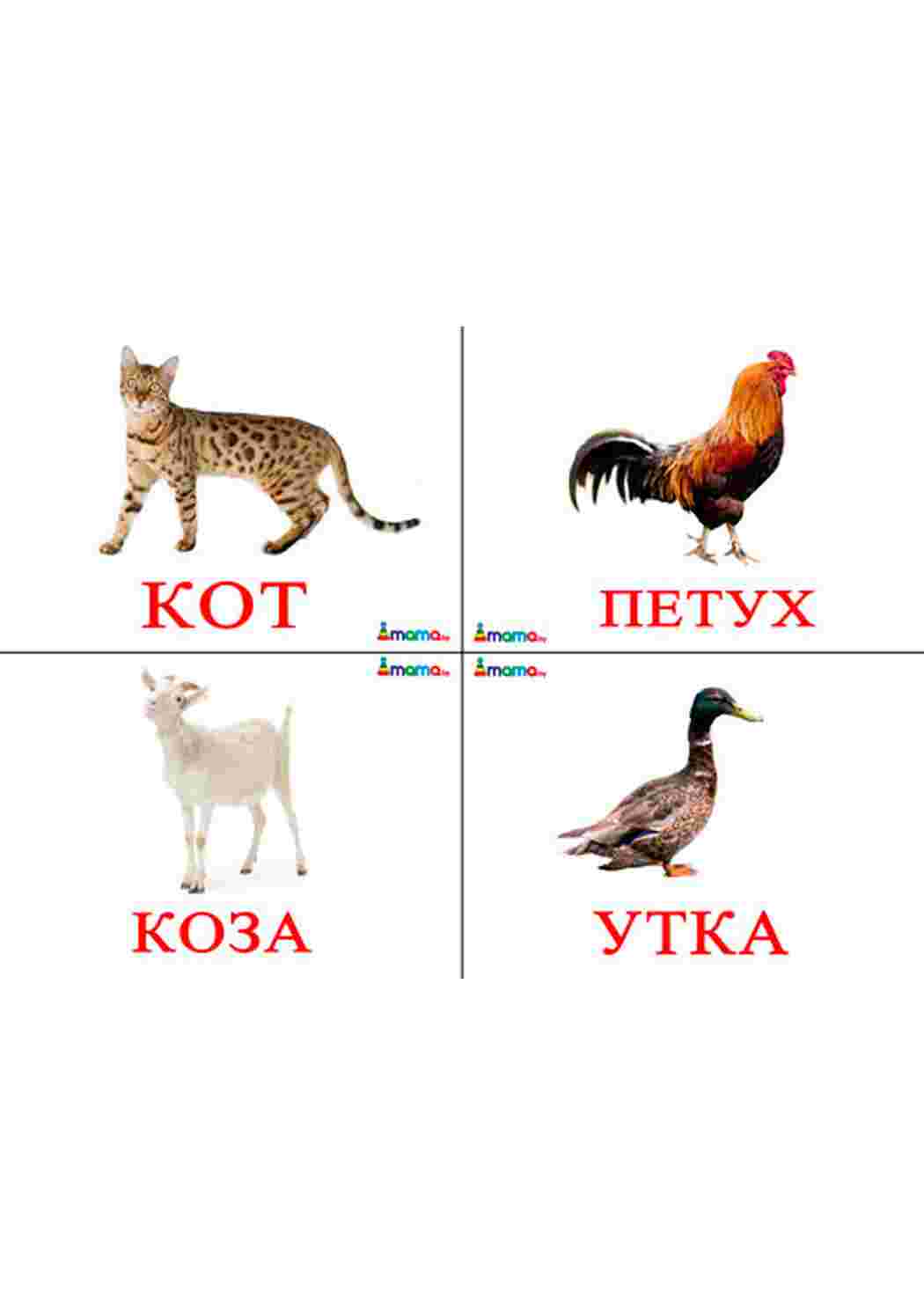 Раскраска картки домашніх тварин