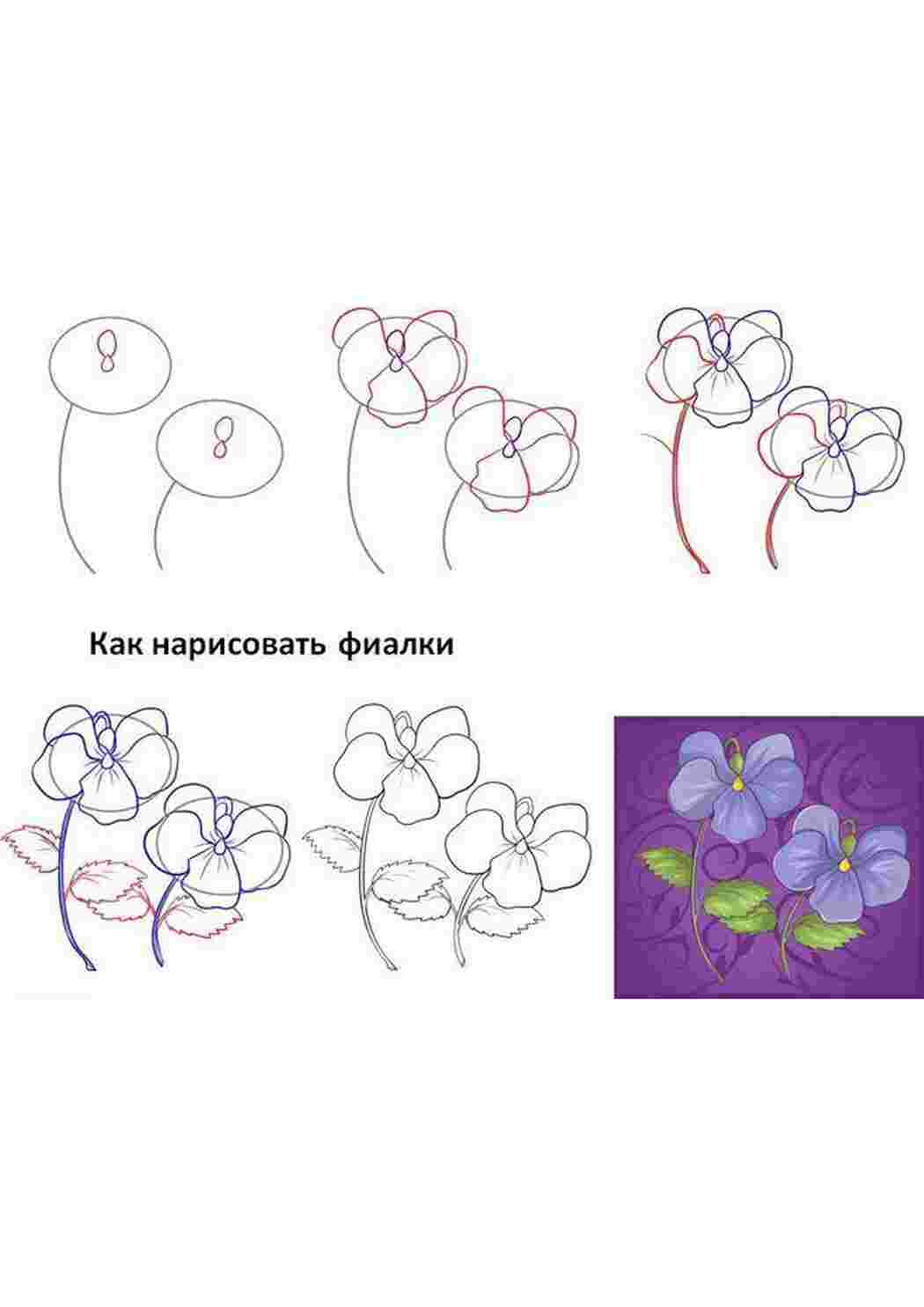 Раскраска Фіалка як малювати фіалки