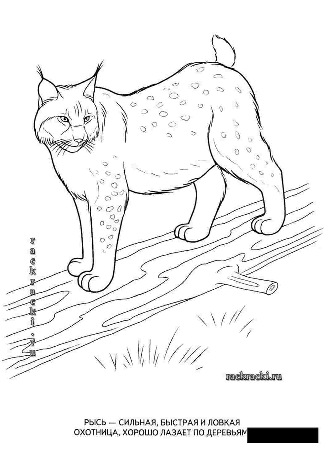 Раскраска рись