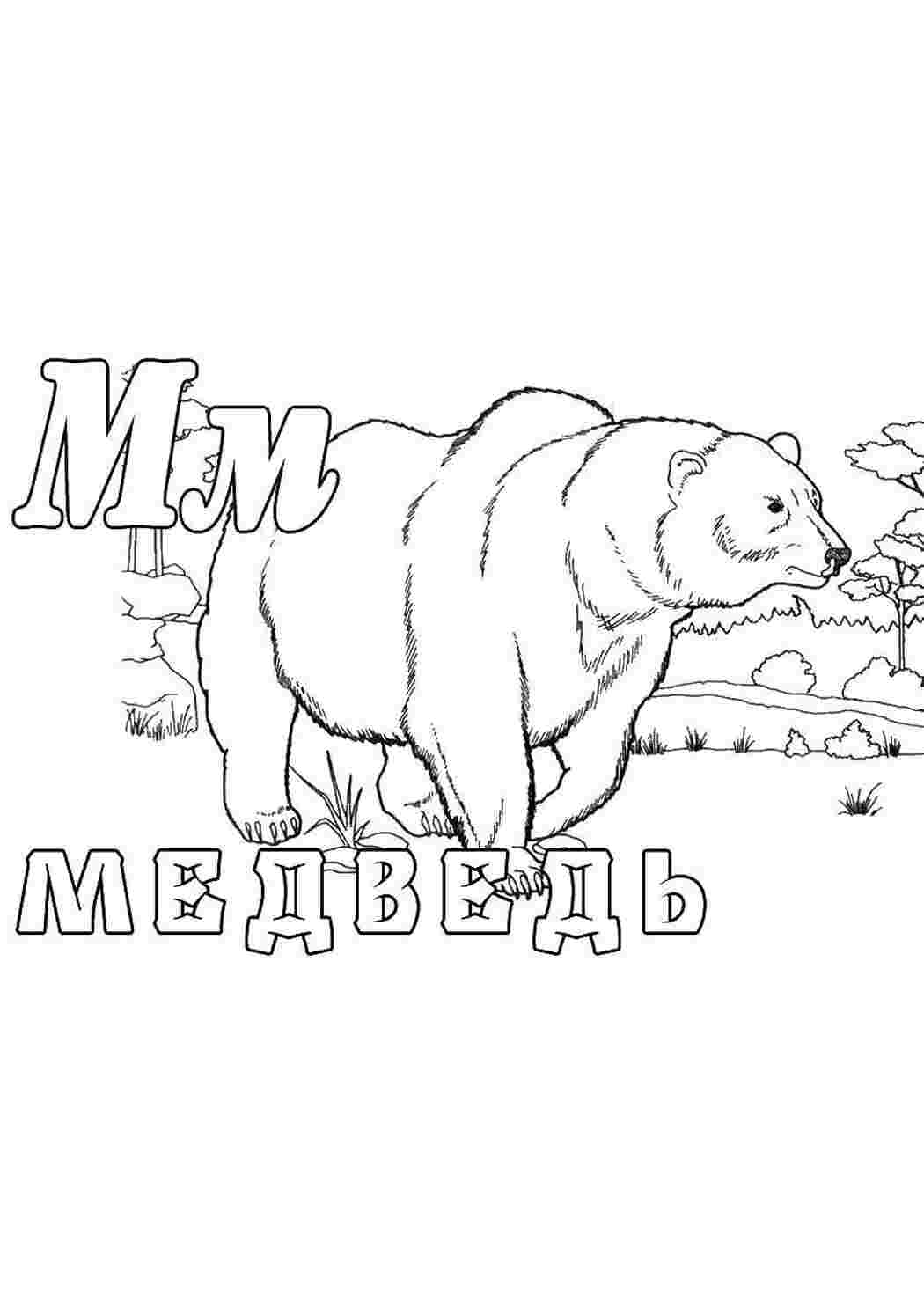 Раскраска Ведмідь