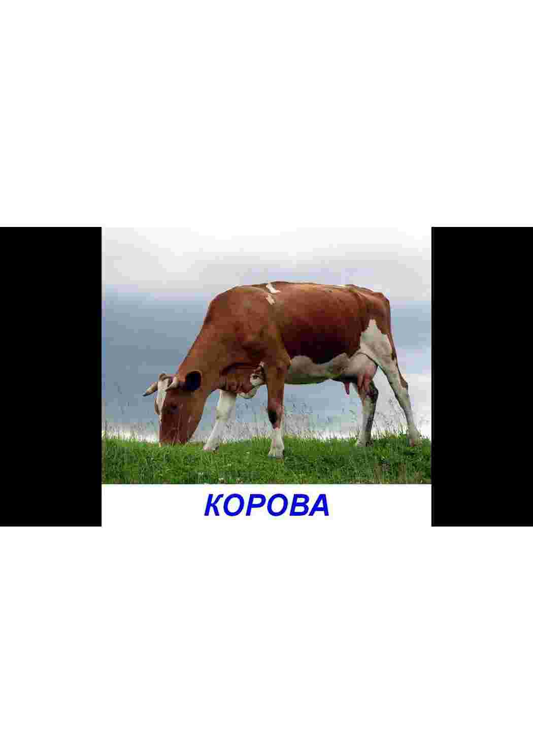 Раскраска картки домашніх тварин