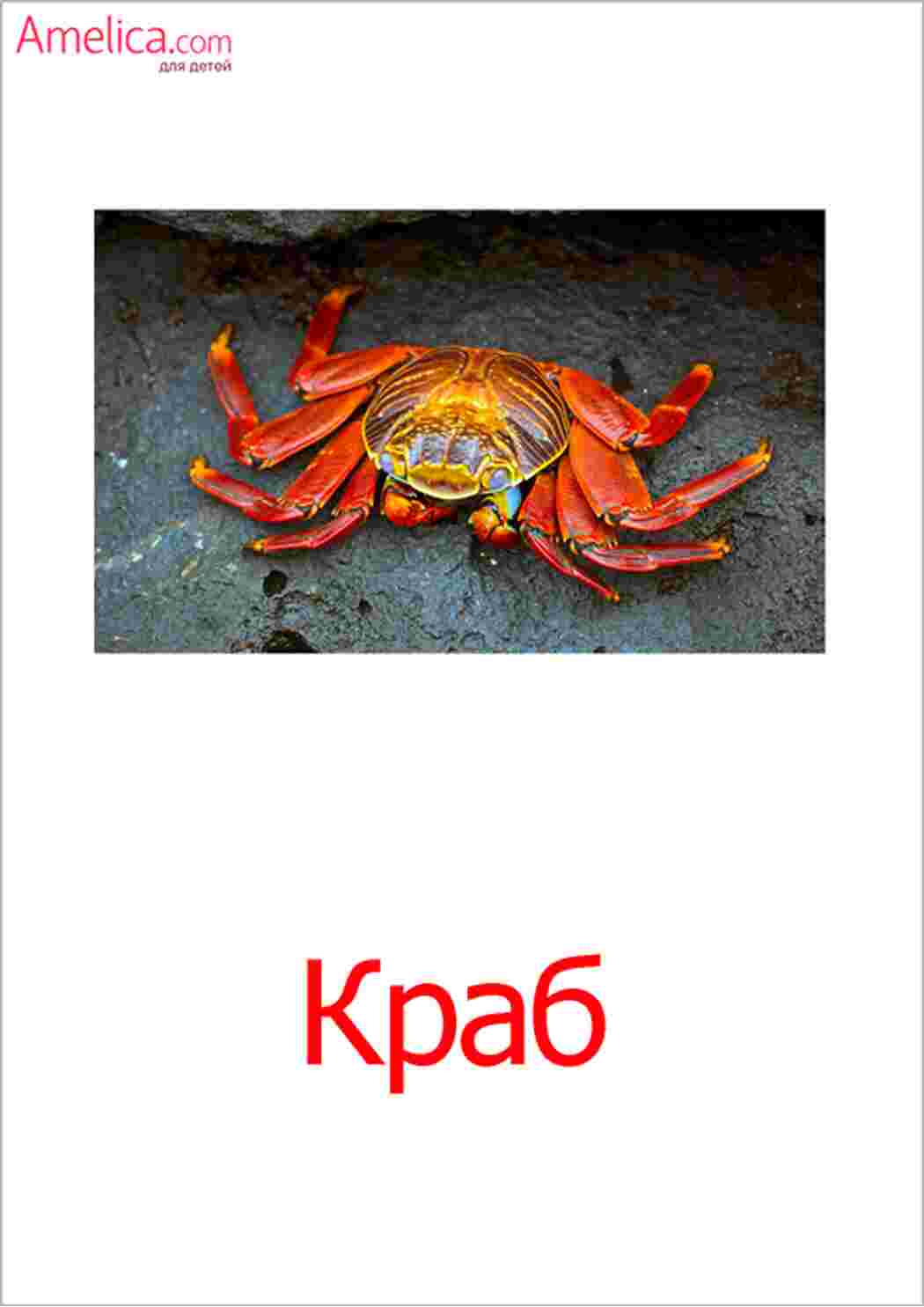 Раскраска картки морські мешканці