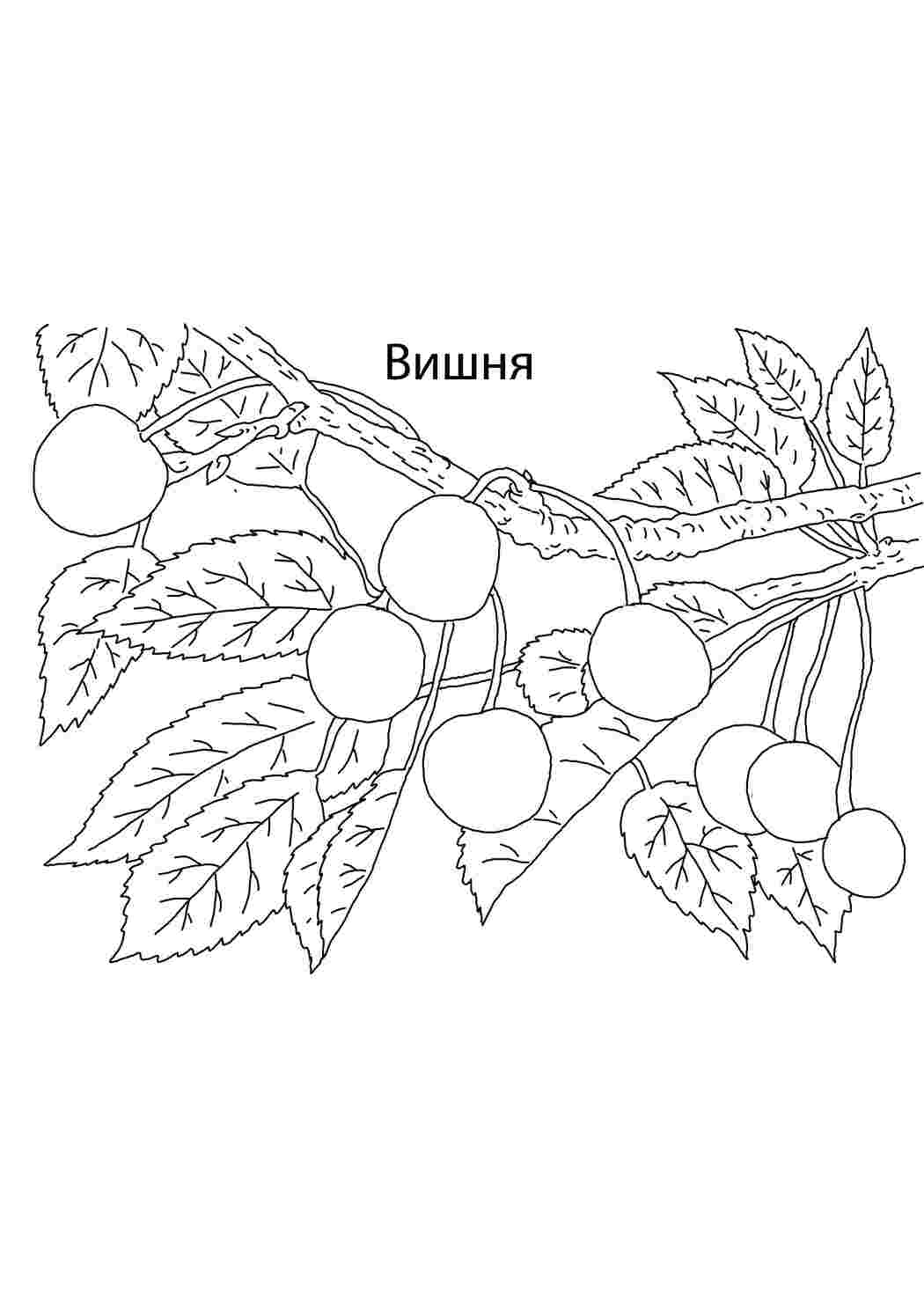 Раскраска Вишня