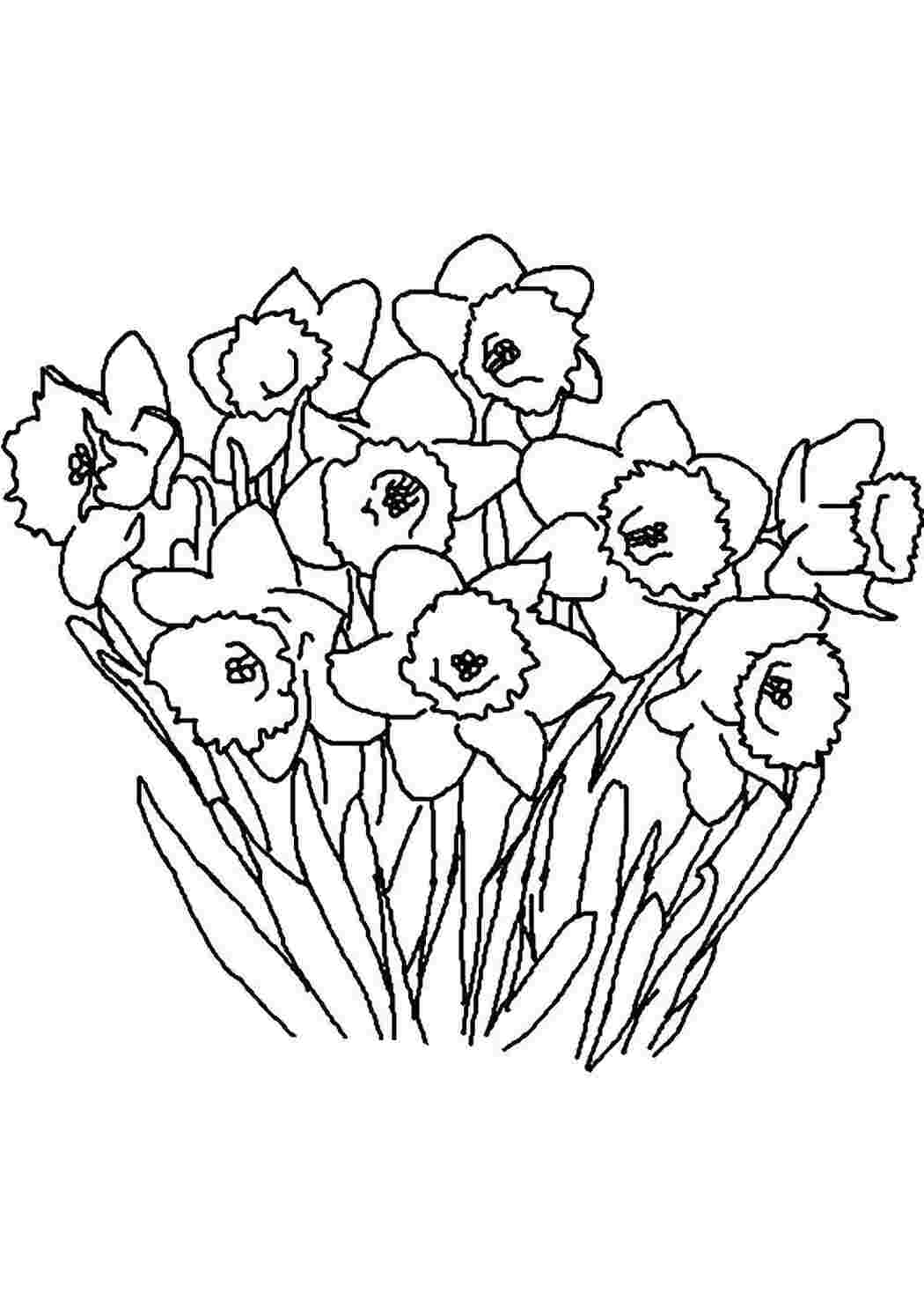 Раскраска Багато нарцисів
