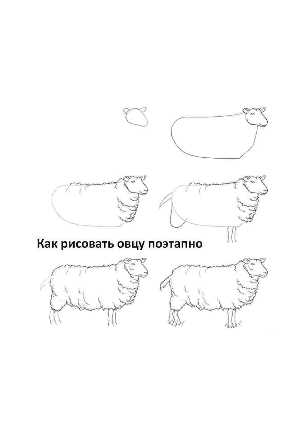 Раскраска Малюємо вівцю покроково