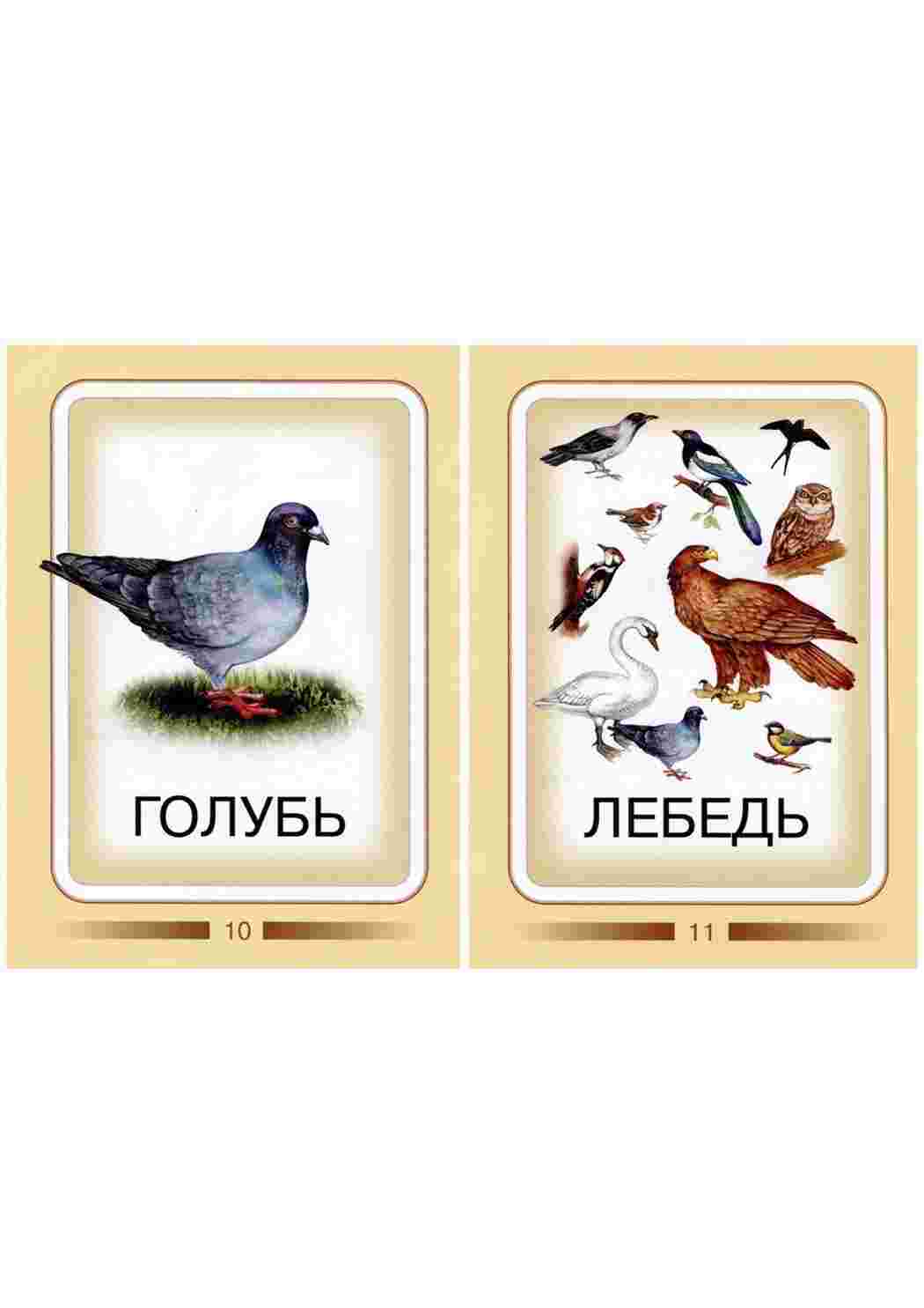 Раскраска Картки для вивчення птахів з дітьми