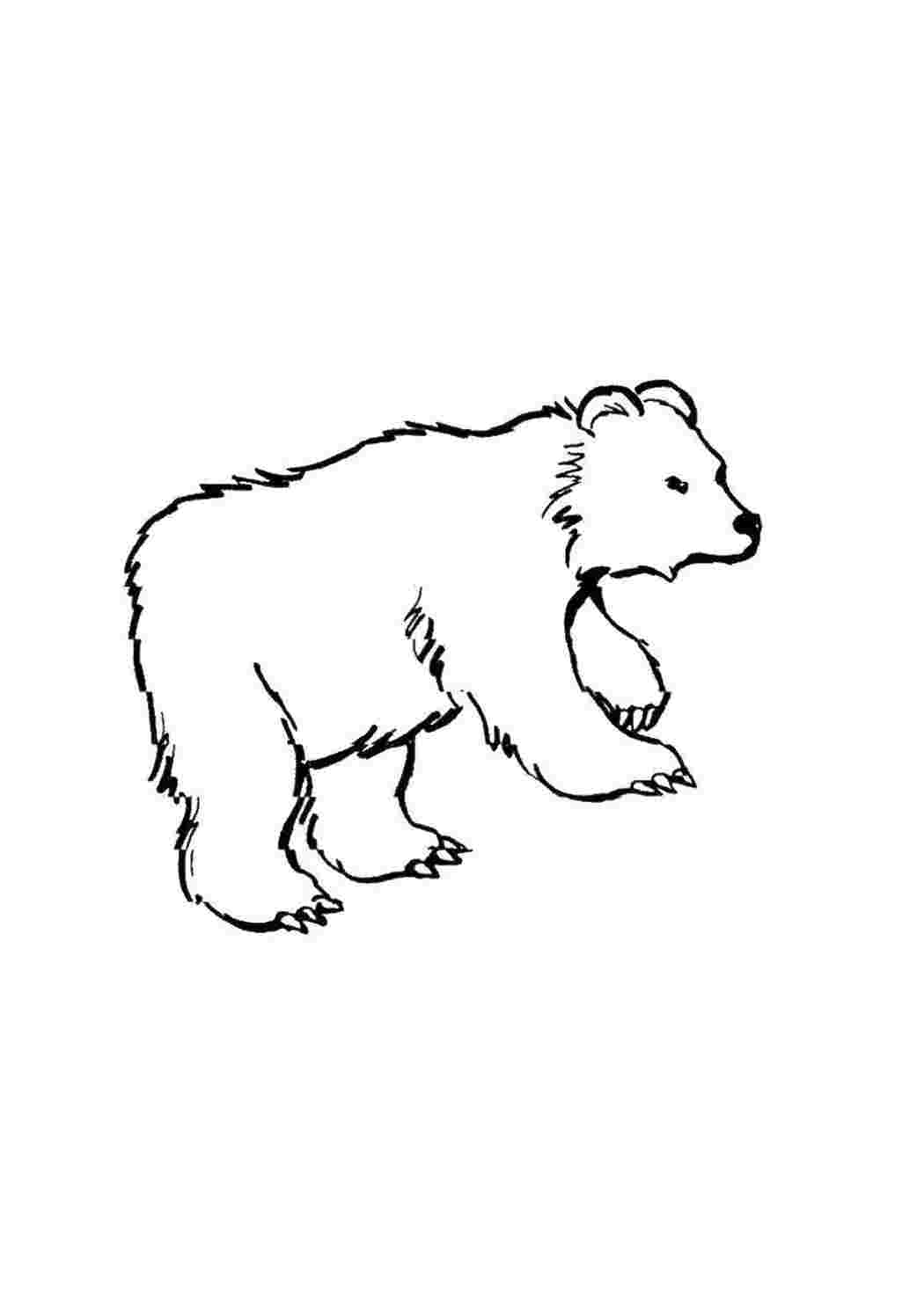 Раскраска Коричневий ведмідь