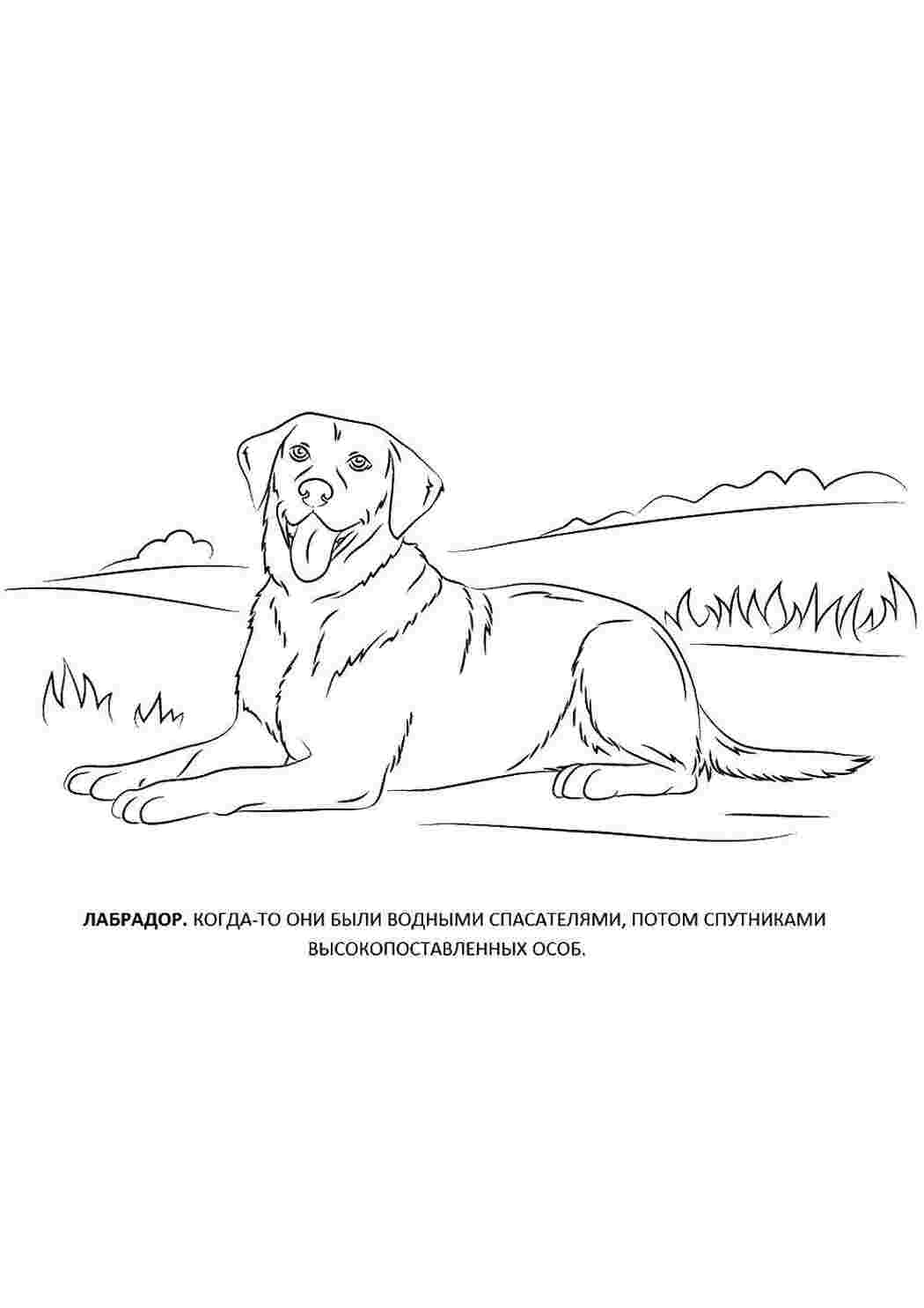 Раскраска Лабрадор