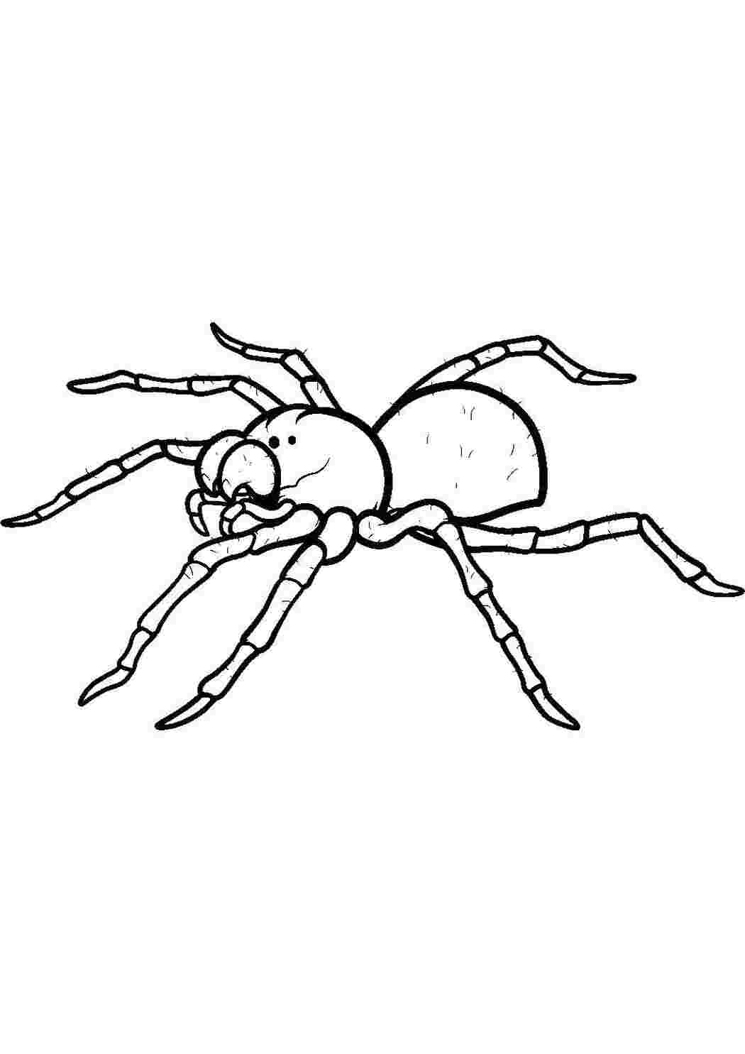 Раскраска Павук