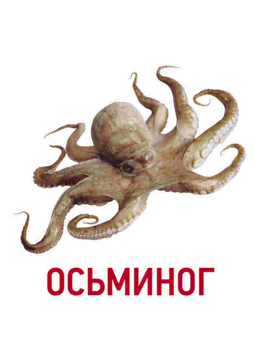 Раскраска картки морські мешканці