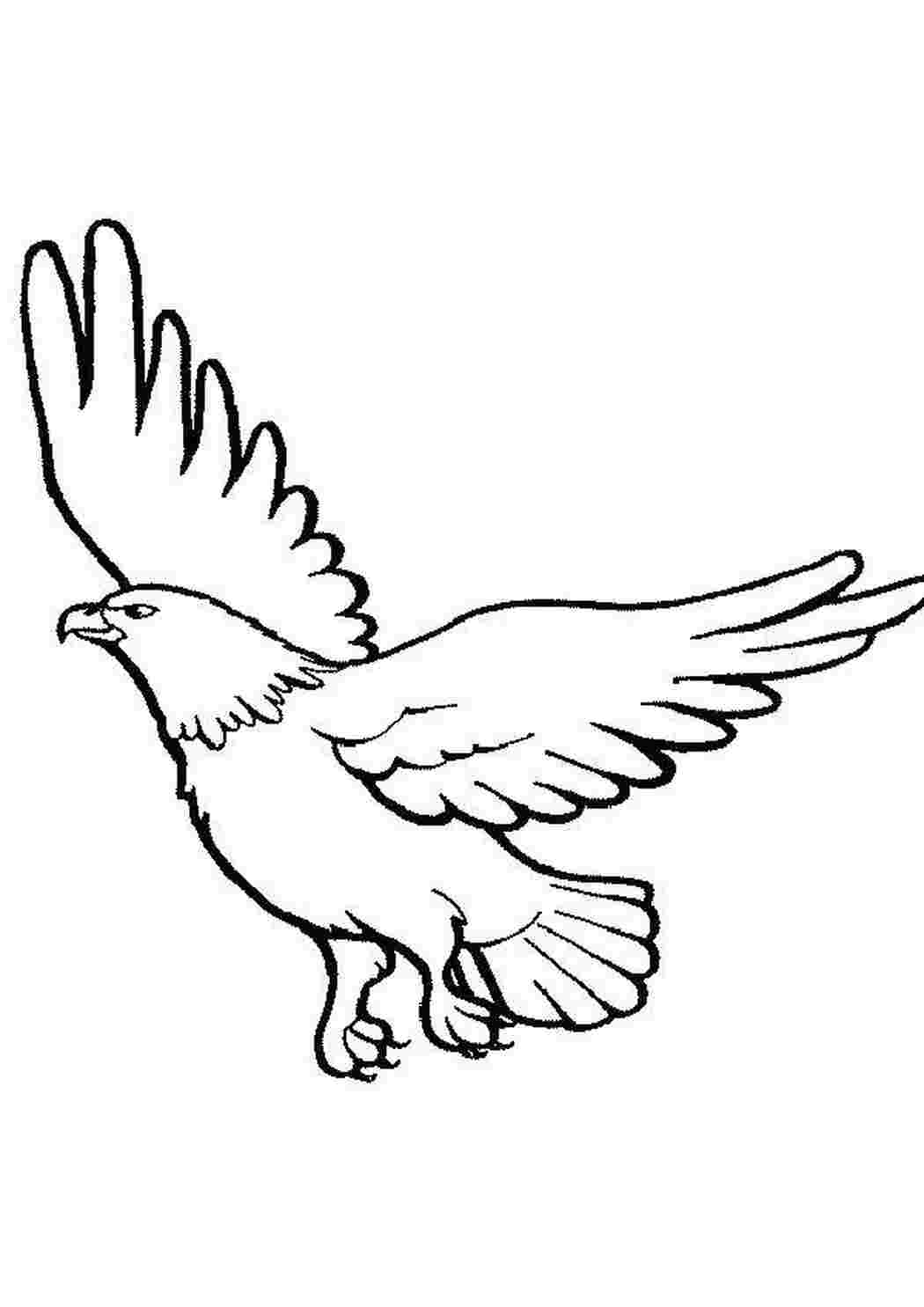 Раскраска Орел