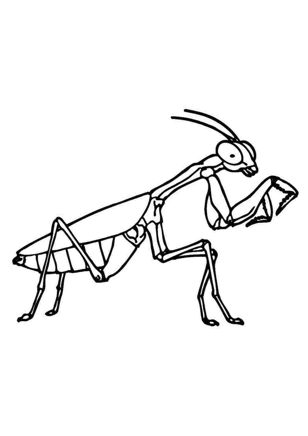 Раскраска Mantis