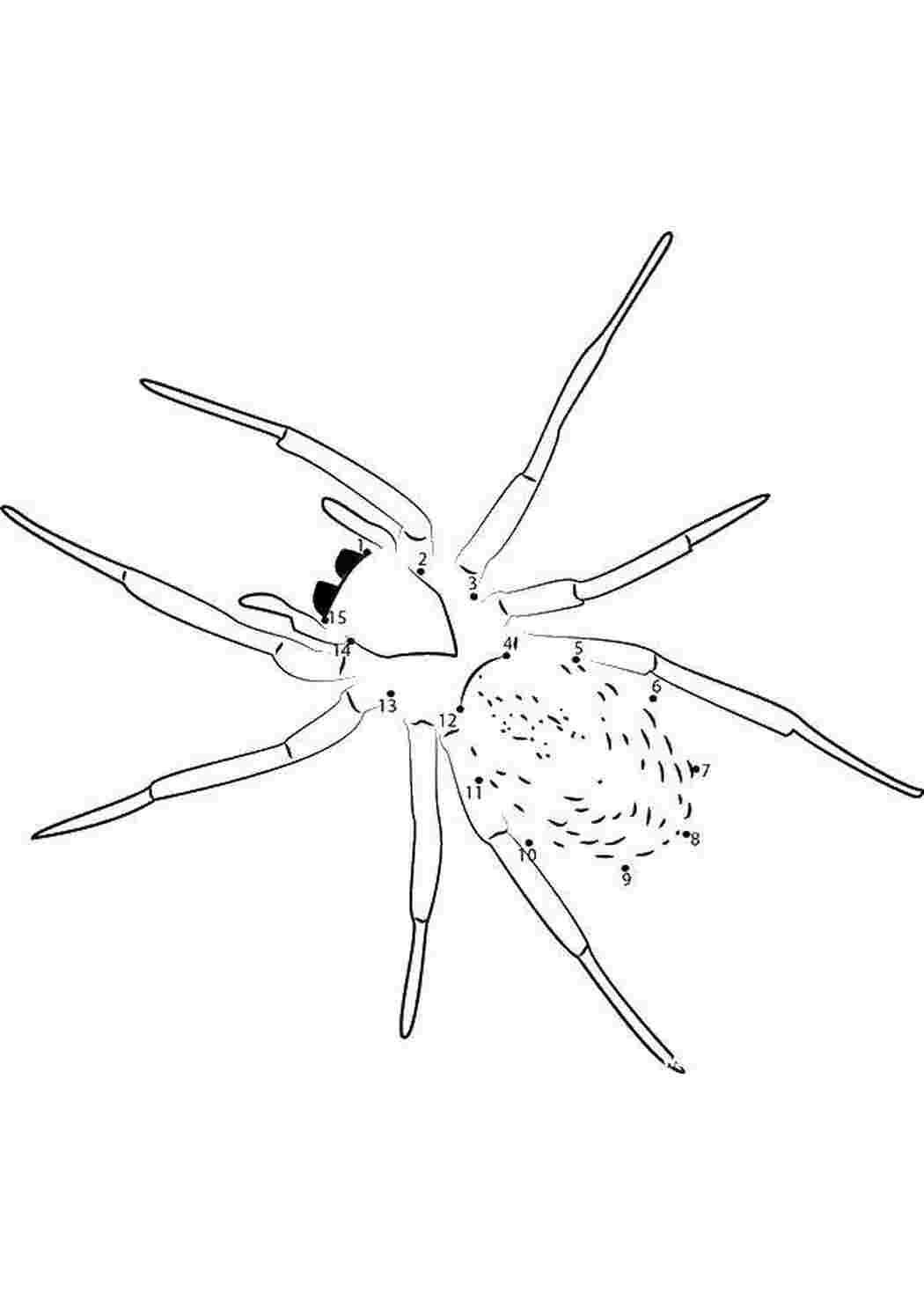 Раскраска Домалюй павука
