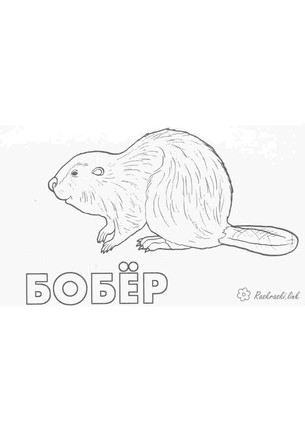 Раскраска Розфарбунки тварини бобер для дітей ліс