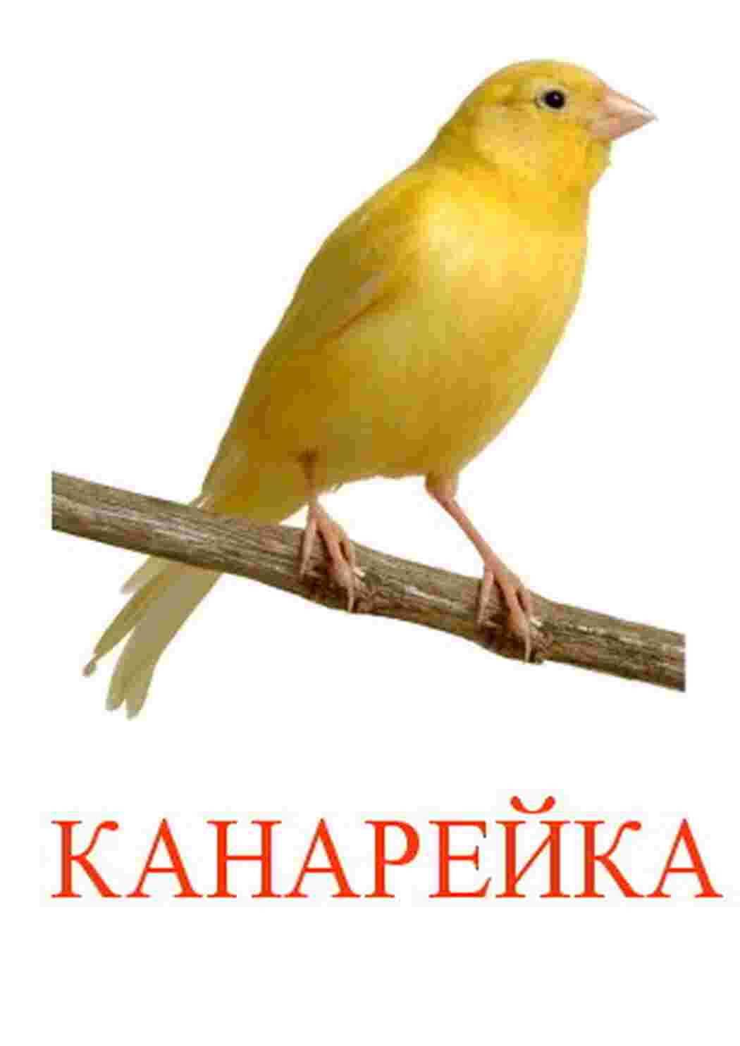 Раскраска картки домашні птахи кури вівчарі качки