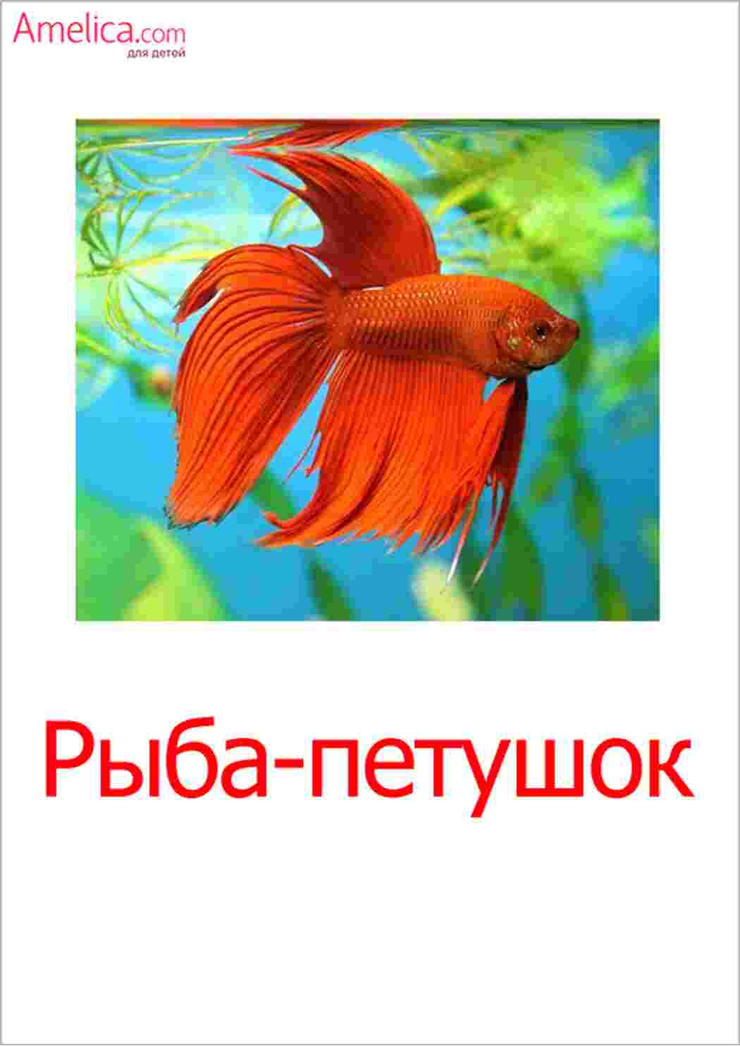 Раскраска картки морські мешканці