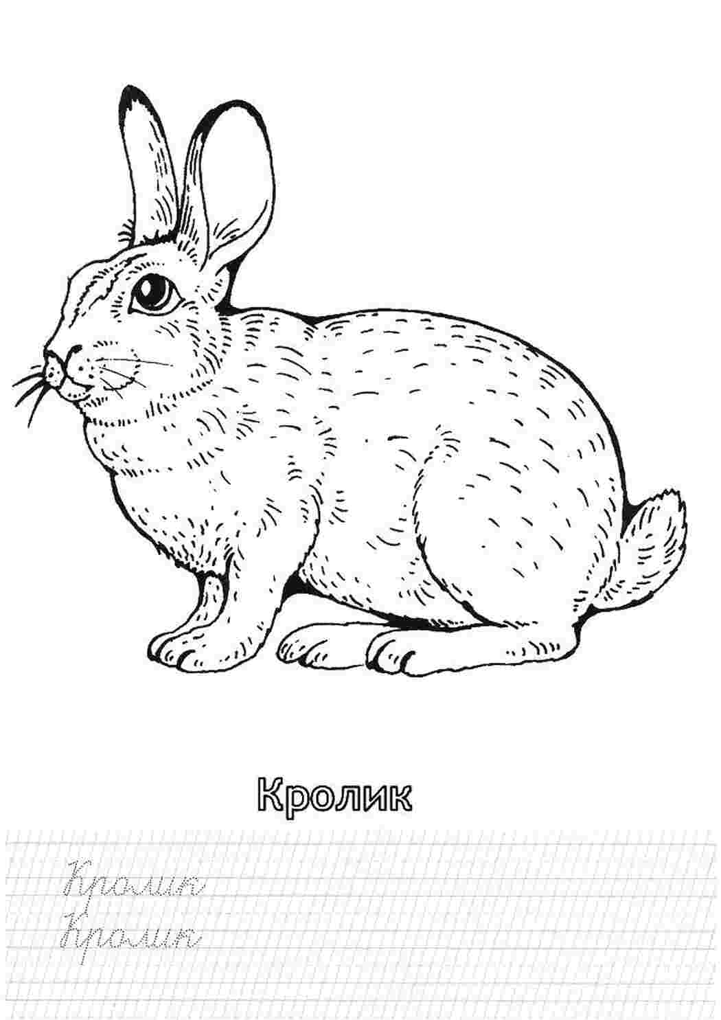Раскраска Розфарбунок кролик