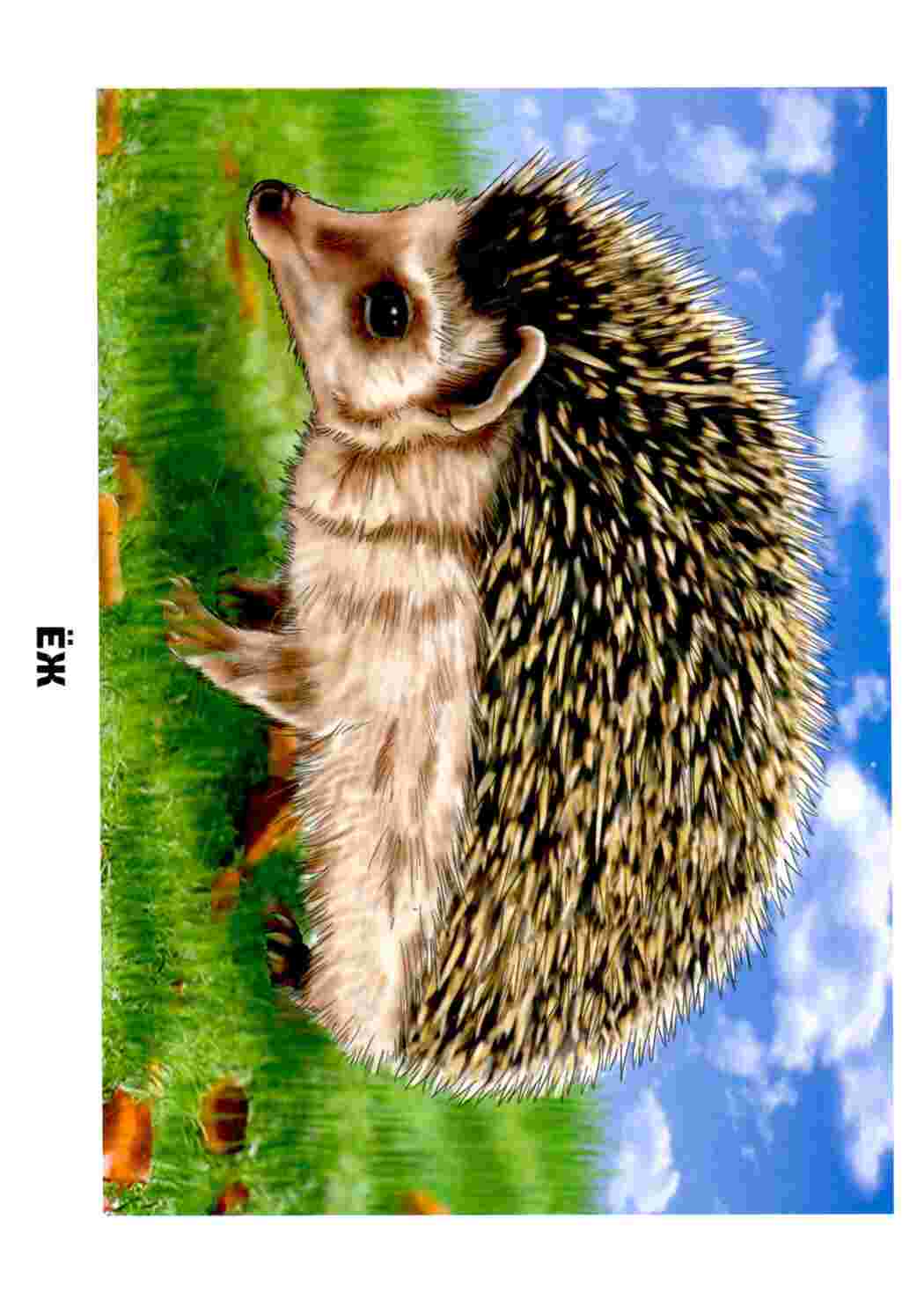 Раскраска Картки з тваринами для занять з дошкільнятами Зображення тварин з підписами для раннього розвитку