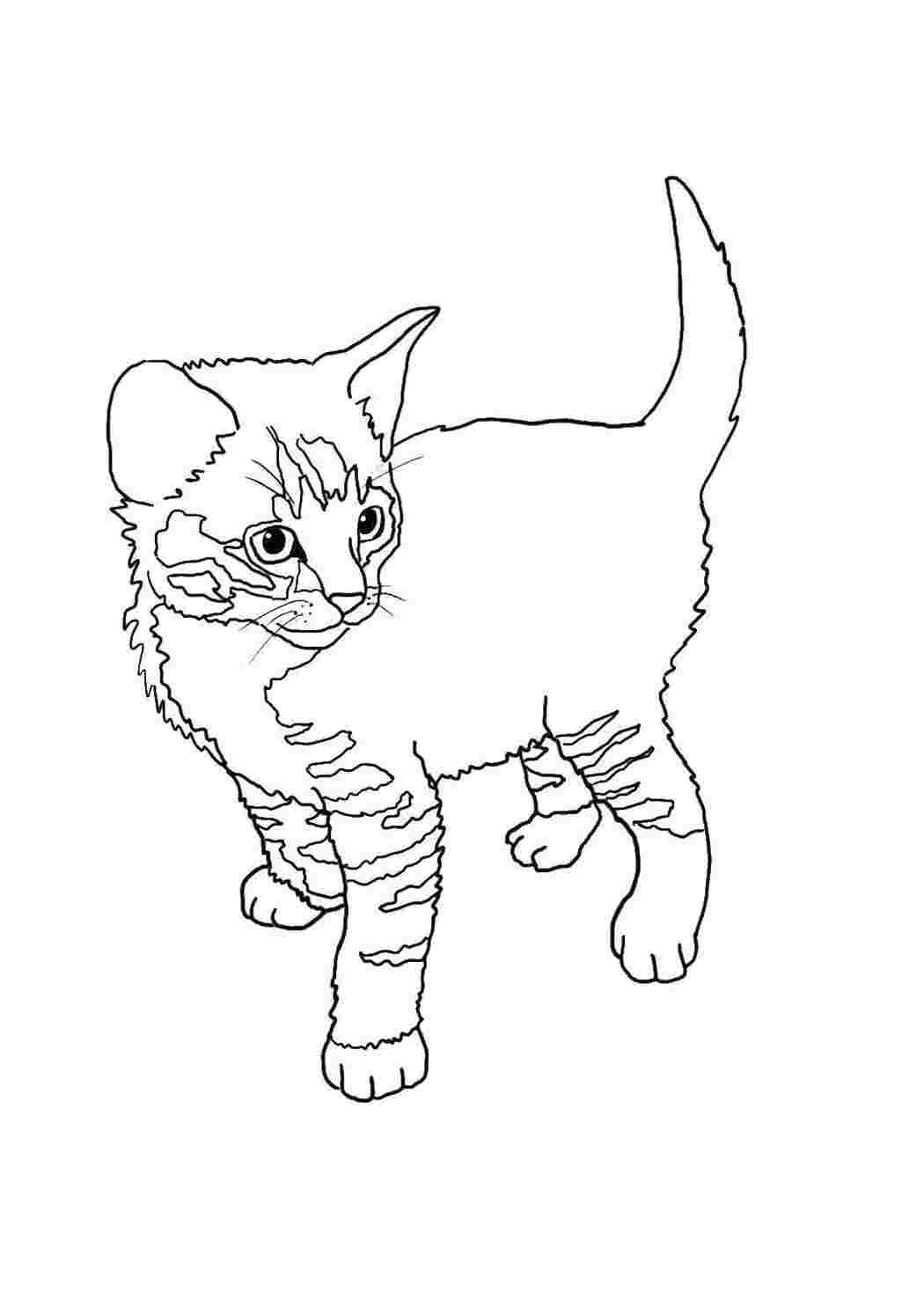 Раскраска Кошеня