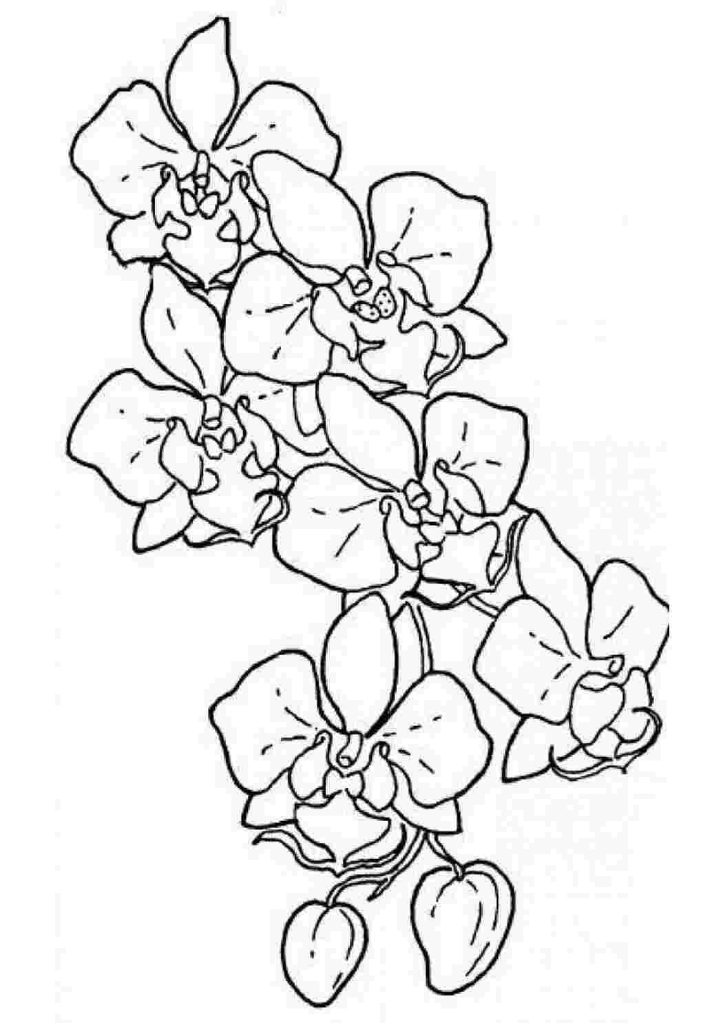 Раскраска Орхідеї