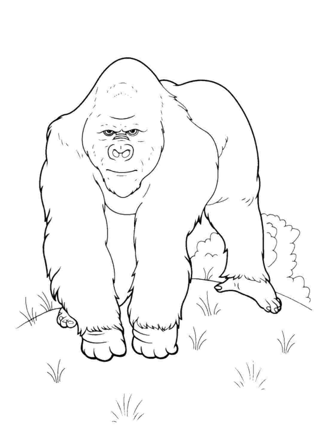 Раскраска горила