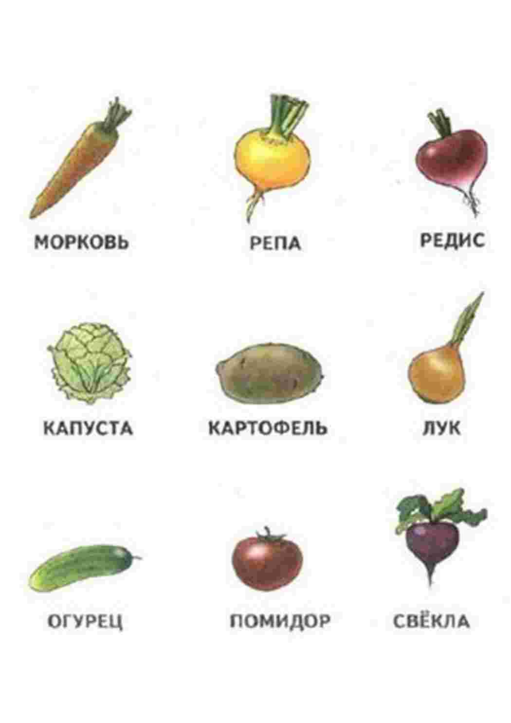 Раскраска картки овочі помідор картопля капуста