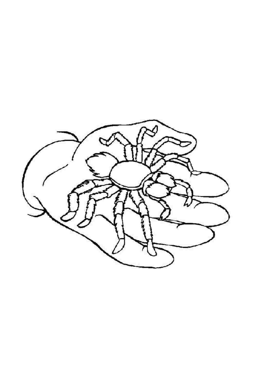 Раскраска Павук на руці