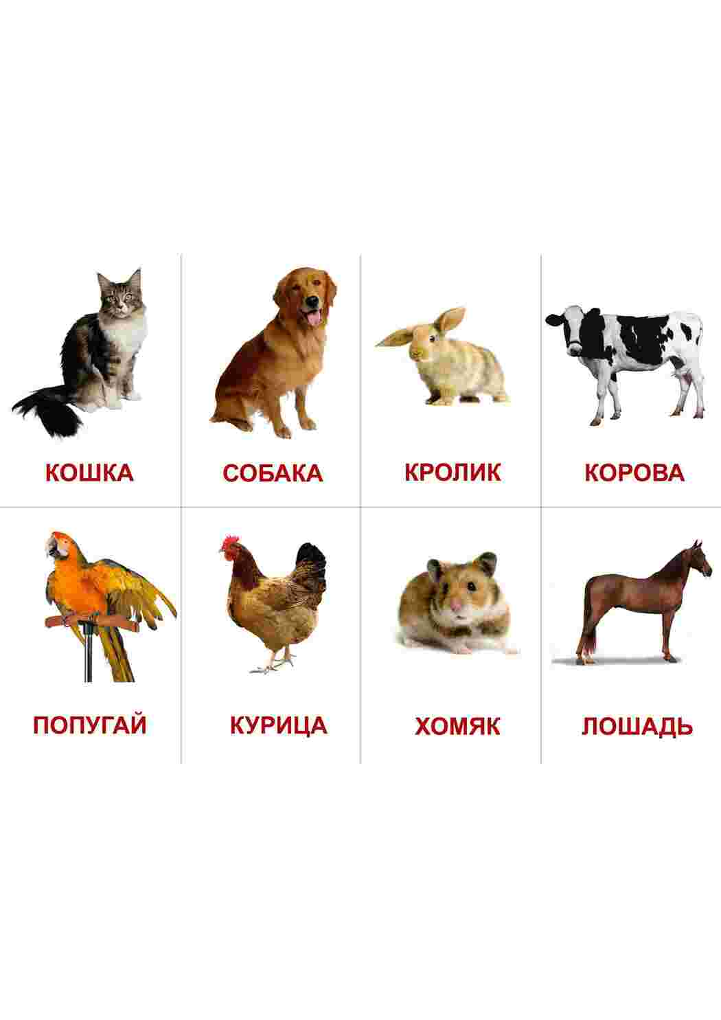 Раскраска Картки з тваринами та комахами