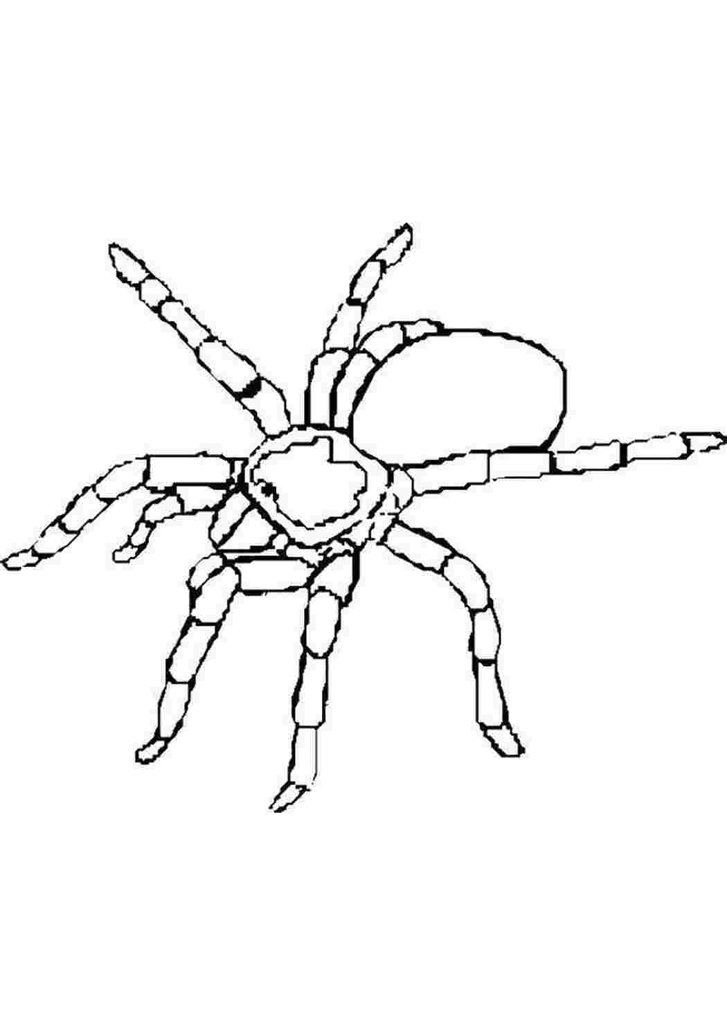 Раскраска Десятиногий павук