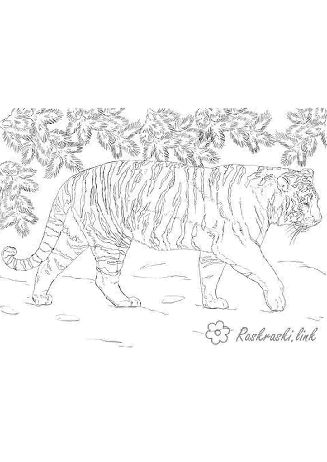 Раскраска тигр дерево листя розмальовки для дітей