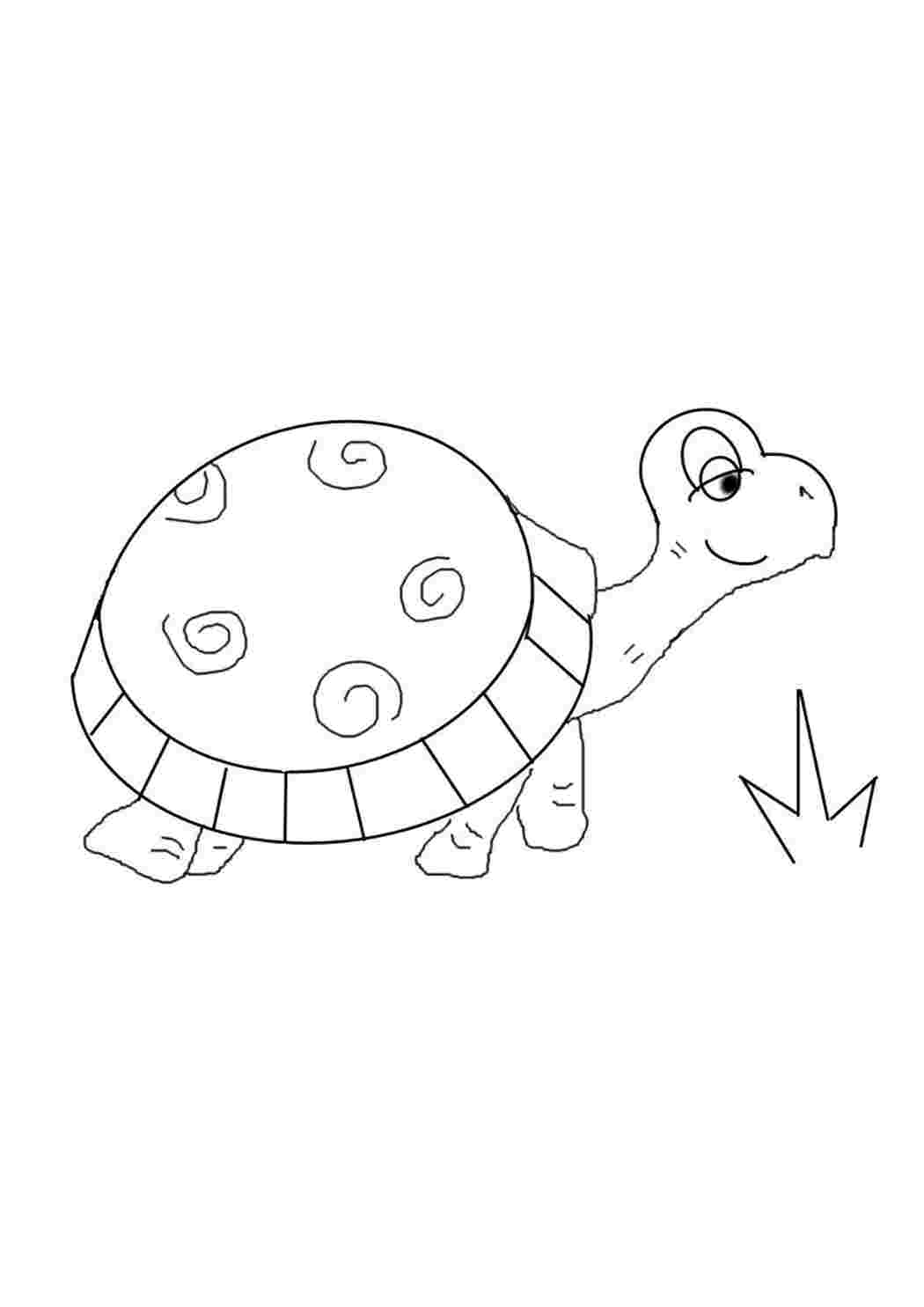 Раскраска Морські черепахи та степові черепахи