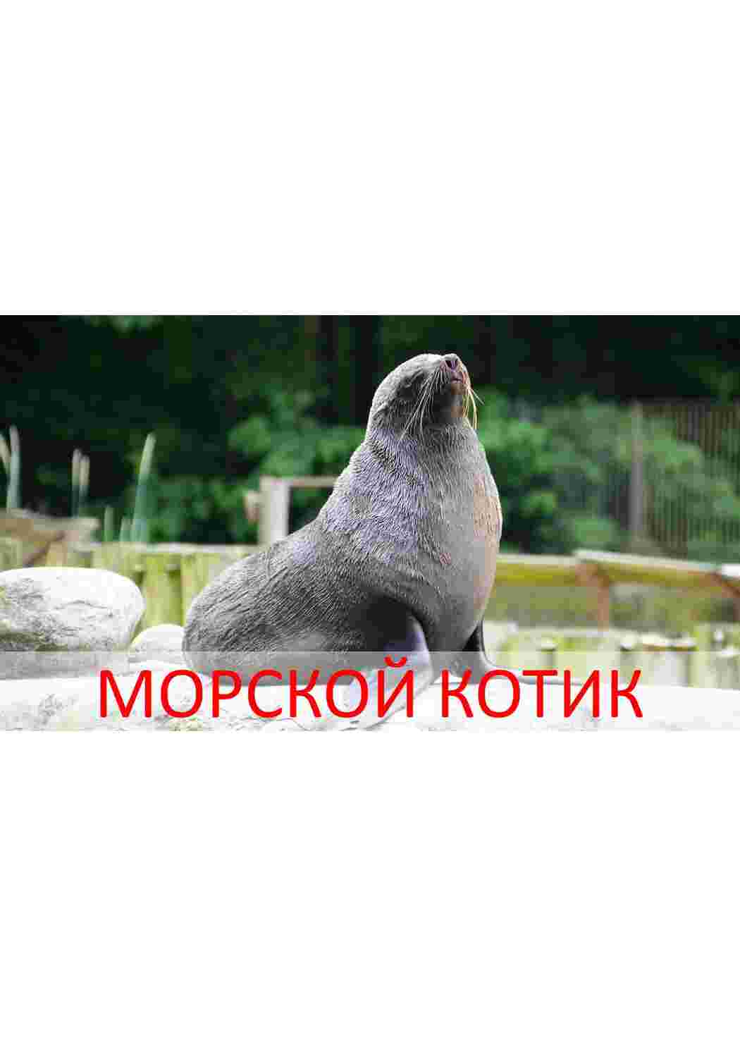 Раскраска картки морські мешканці