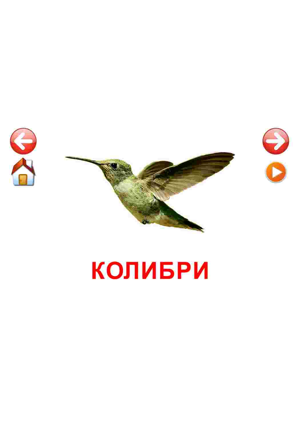 Раскраска картки домашні птахи кури качки