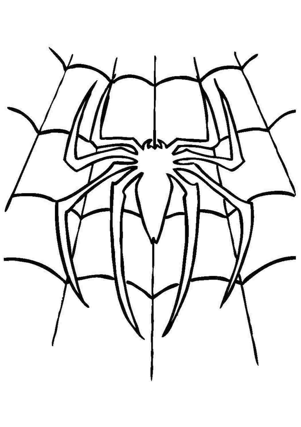 Раскраска Павук на павутині