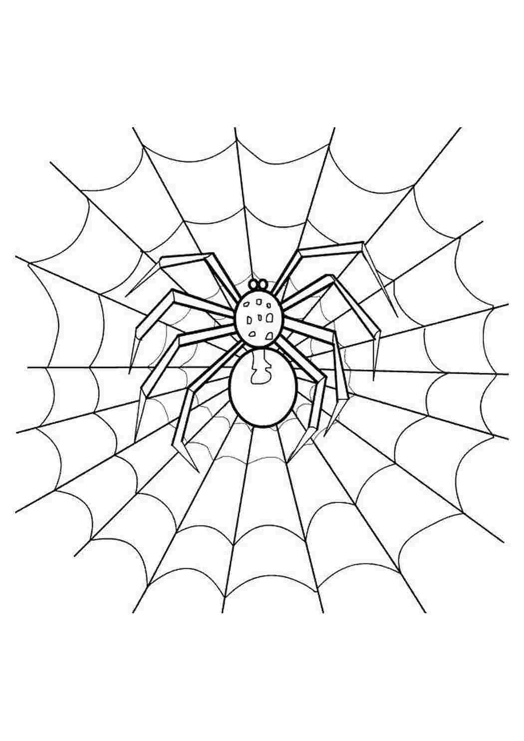 Раскраска Павук на своїй павутині