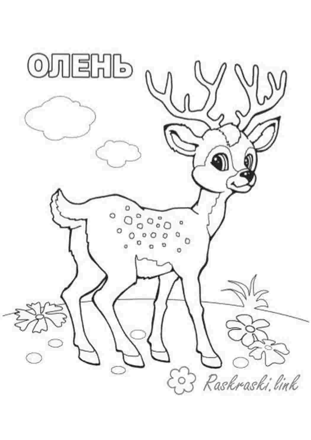 Раскраска розмальовки тварин плямистий олень ліс для дітей