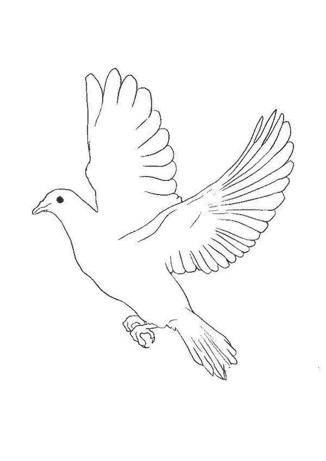 Раскраска Голубка