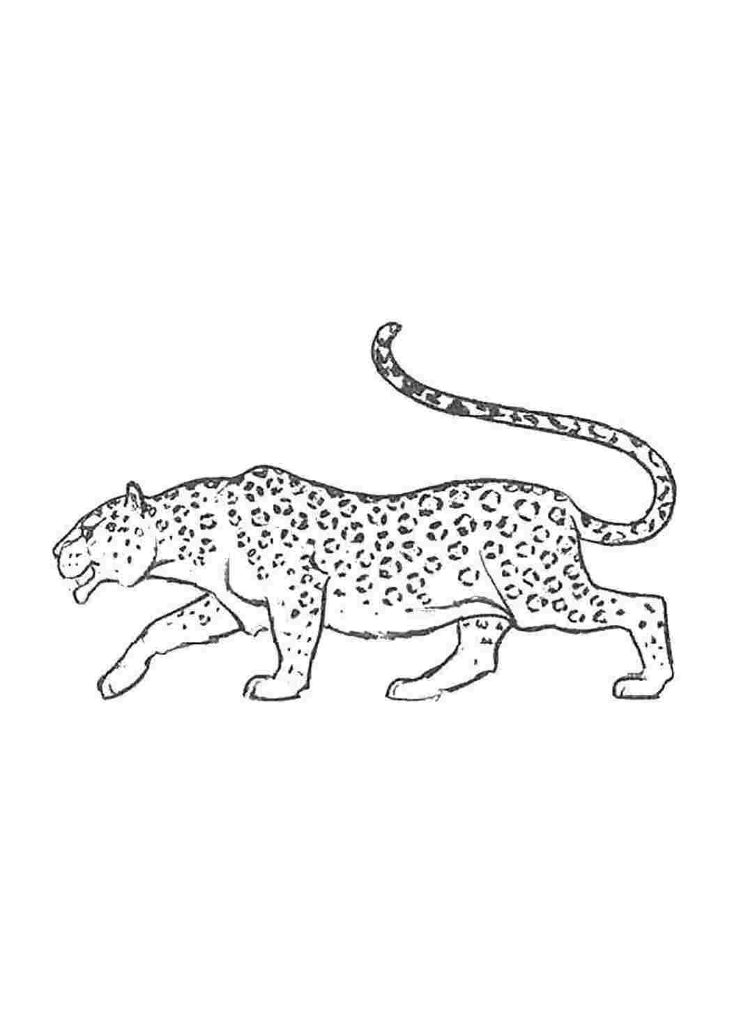 Раскраска Леопард