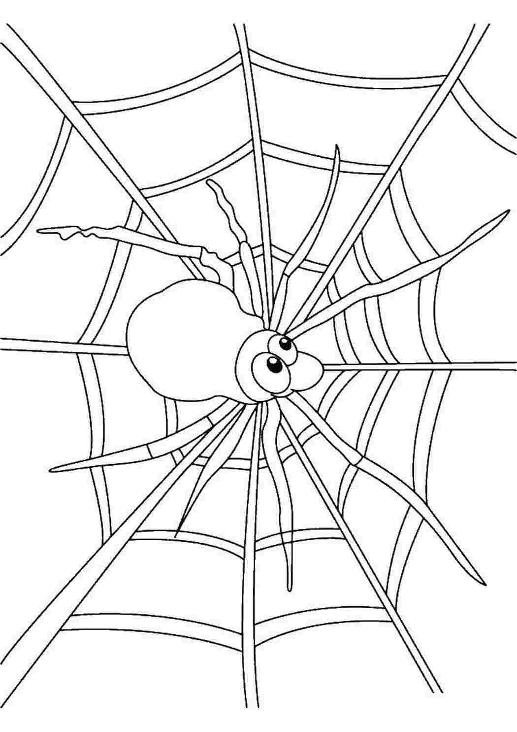 Раскраска Паучок на павутині