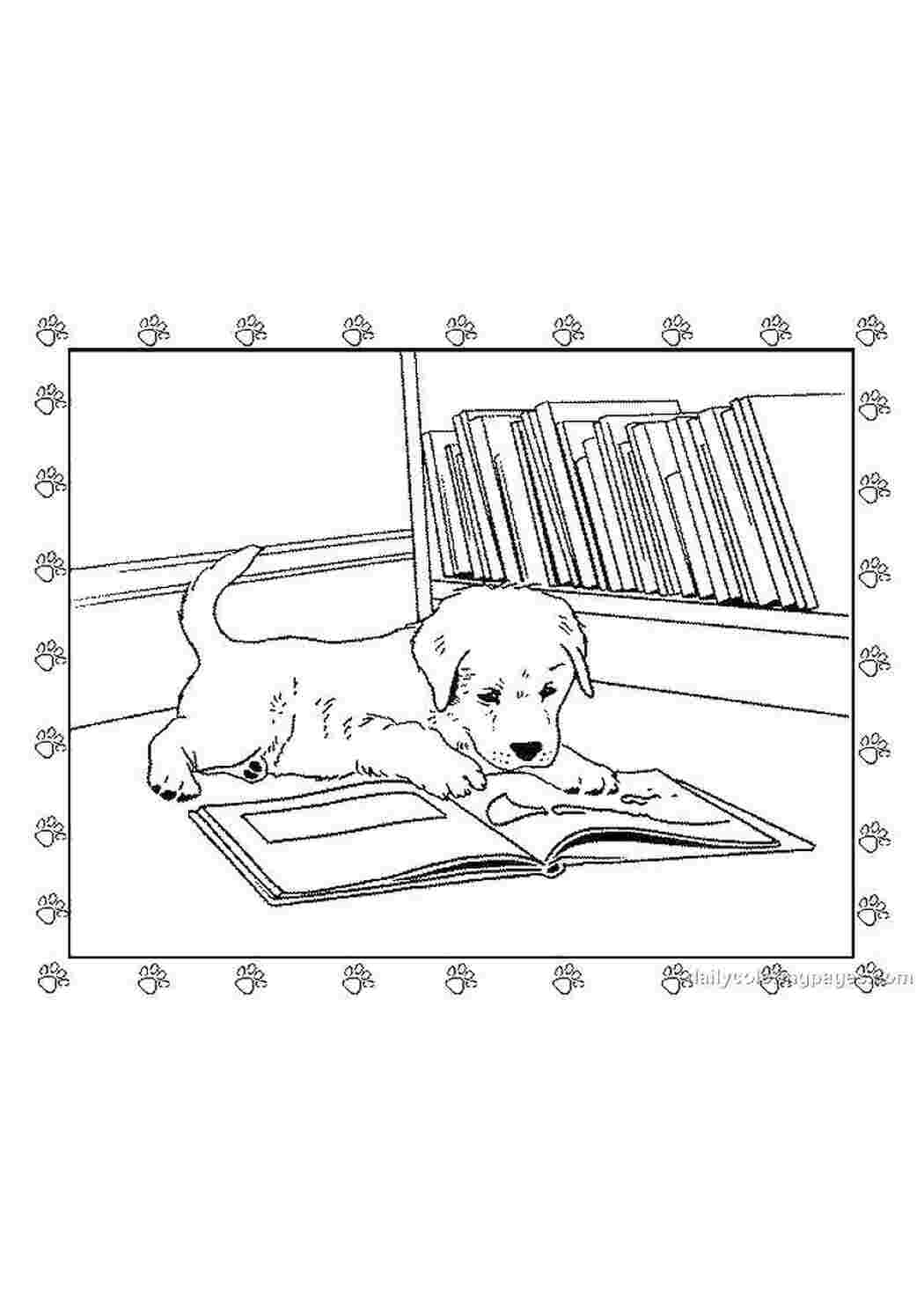 Раскраска Собака з книжкою