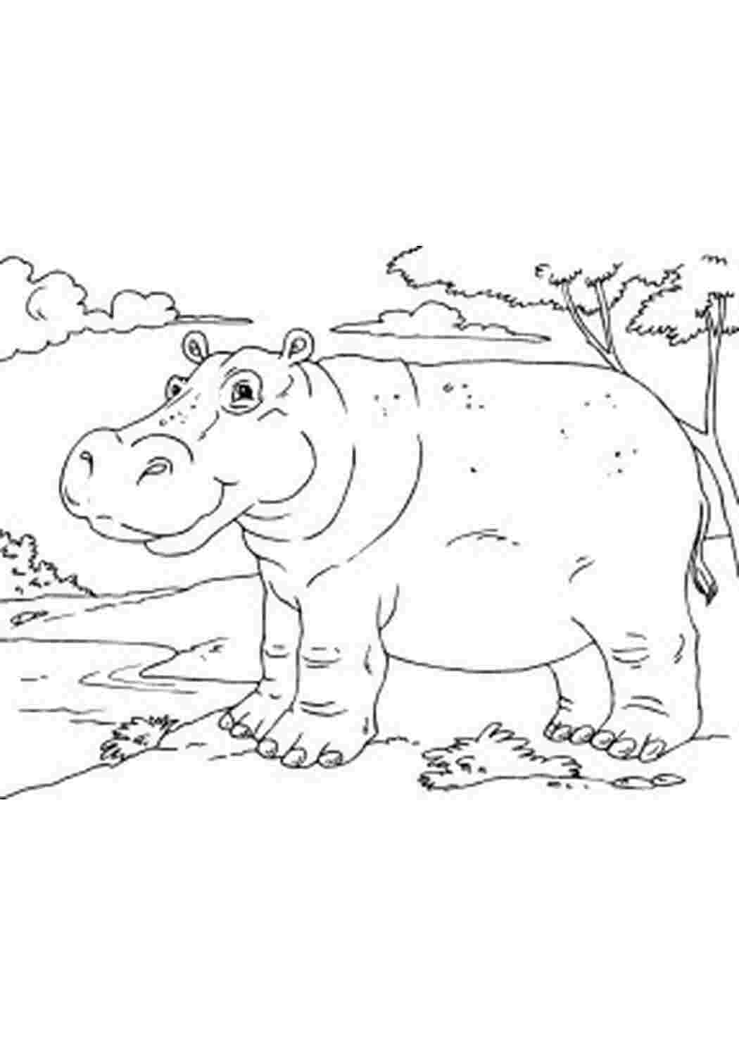 Раскраска Бегемоти це тварини з величезною пащею які живуть у болотах