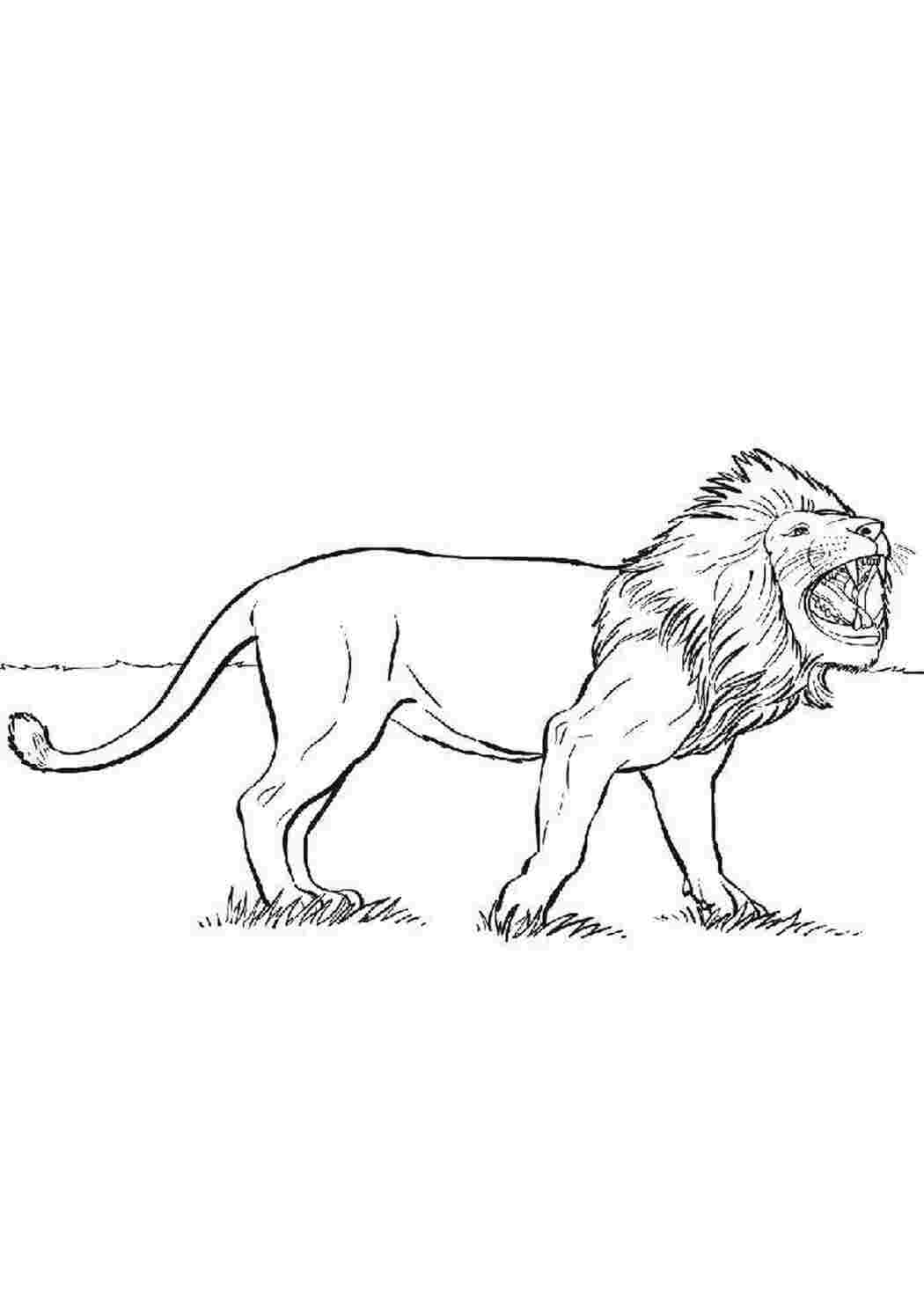 Раскраска Гарний лев