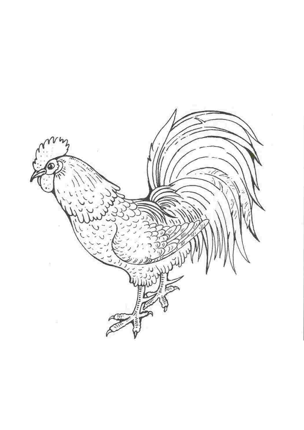 Раскраска Павлик