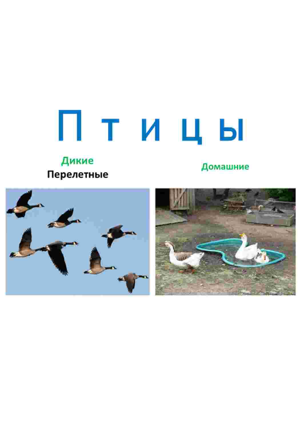 Раскраска картки домашні птахи кури качки