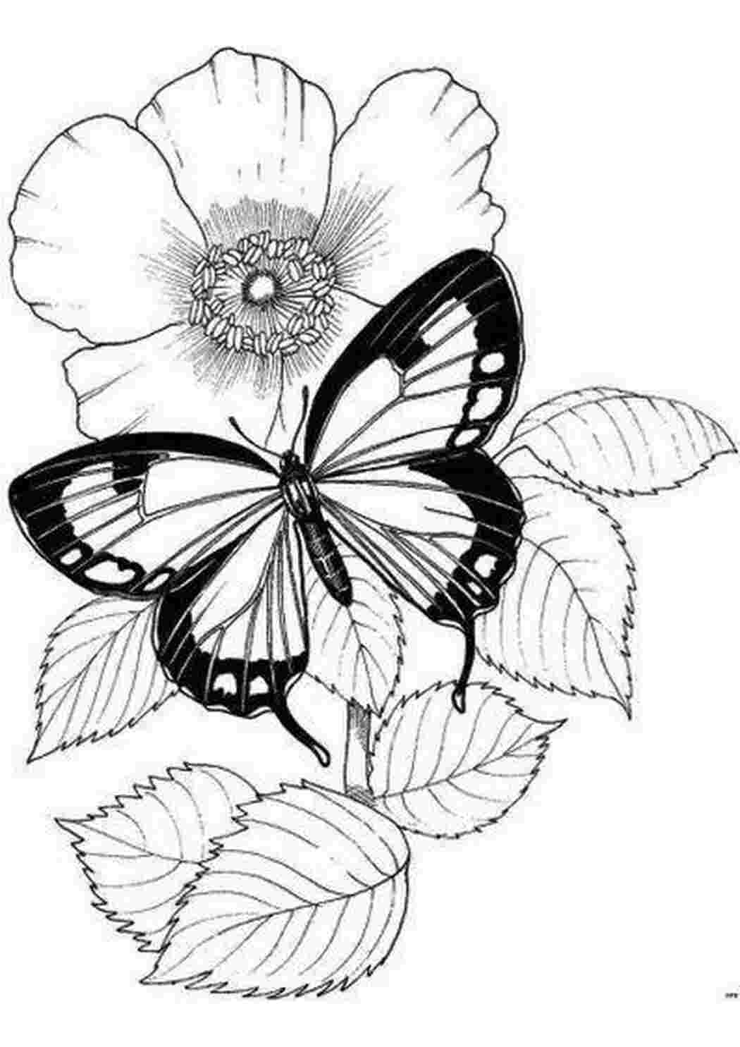 Раскраска Малюнки для вітражного скломалювання метелик на квітці